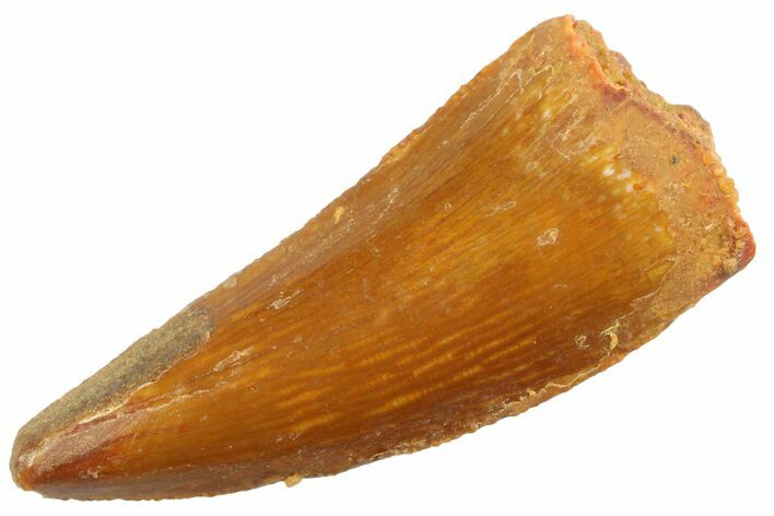Serrated Raptor Tooth - Real Dinosaur Tooth #347072